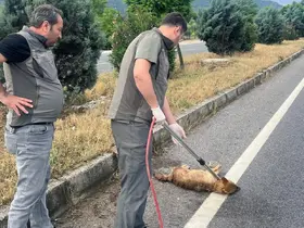 Yaralı çakal tedavi altına alındı
