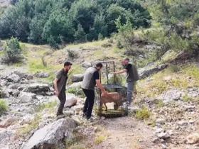 Yaralı dağ keçisi tedavisinin ardından doğaya bırakıldı
