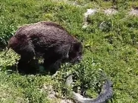 Yaralı domuz köy yakınlarında görüntülendi
