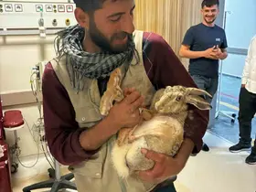 Yaralı hamile tavşan, devlet hastanesi bahçesinde tedavi edildi
