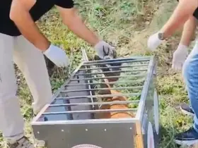 Yaralı karaca iyileştirilerek doğaya salındı

