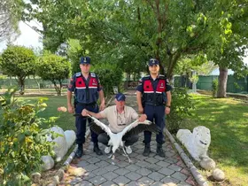 Yaralı leylek için seferber oldular
