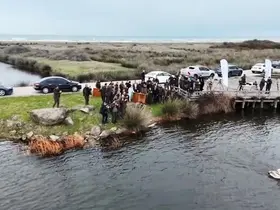 Yaralı pelikanlar tedavilerinin ardından doğaya salındı
