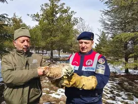 Yaralı Şahin’e Jandarma ekiplerinden yardım eli

