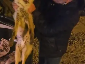 Yaralı tilki için seferber oldu
