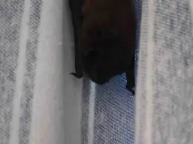 Yarasa balkon perdesini yuvaya dönüştürdü, ev sahibi ‘Batman’ adını verdi
