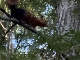 Yayla evinin bahçesine inen sincap yiyecek ararken görüntülendi
