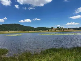 Yayla Gölü nilüferlerle renklendi
