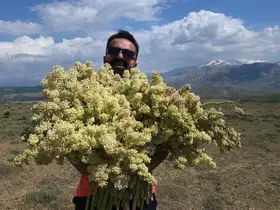 Yayla muzunu vatandaş kendi topluyor
