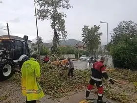 Yayladağı’nda aracın üzerine ağaç devrildi
