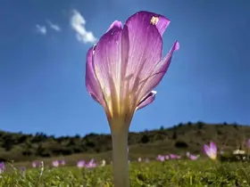 Yaylalarda kışın habercisi ‘vargit’ler kendini gösterdi
