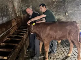 Yaylatepe’de buzağıların küpeleme işlemleri tamamlandı
