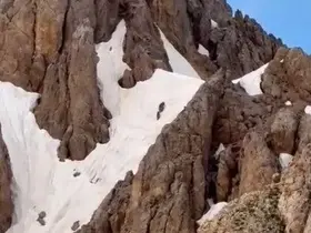 Yaz ortasında karlı zirvede ayı sürprizi
