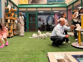 Yaz tatilinde dünyaca ünlü Van kedilerine ziyaretçi akını
