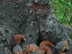 Yedigöller’de sevimli sincaplar görüntülendi
