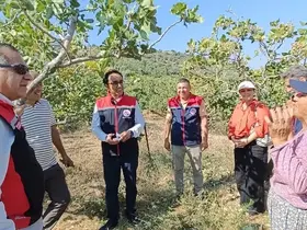 Yenipazar’da antepfıstığı hasadı başladı
