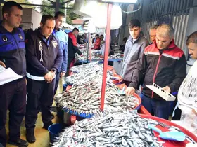 Yenişehir’de balık pazarı’na sıkı denetim
