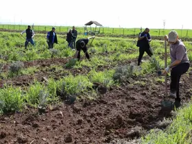 Yenişehir’de lavanta mevsimi başlıyor
