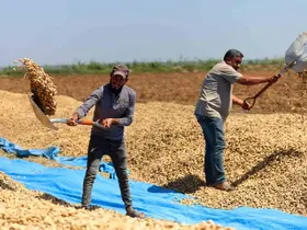 Yer fıstığında hasat başladı: 135 bin ton rekolte hedefleniyor

