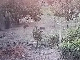 Yerleşim yerine inen domuz sürüsü kameraya yansıdı

