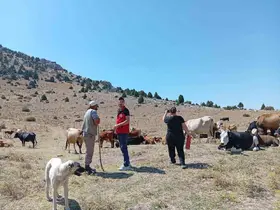 Yerli hayvan ırklarının korunması çalışmaları sürüyor
