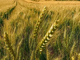 Yerli ve milli buğday ’kirve’ Çorum’da beklentileri aştı
