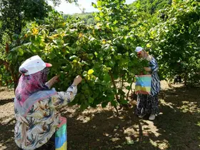 Yeşil altında orta kesim hasadı başladı: Samsun’da 115 bin ton fındık bekleniyor
