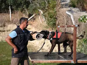 Yetiştirdiği kurtarma köpekleriyle doğal afetlerde birçok hayat kurtardı
