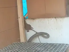 Yılanın fareyi yakaladığı anlar kamerada
