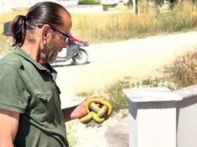 Yılanları çıplak elleriyle yakalayıp doğaya salıyor
