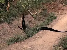 Yılanların dansı kameralara yansıdı
