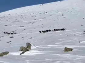 Yılkı atları karla kaplı doğada dans etti, o anlar cep telefonu kamerasına yansıdı
