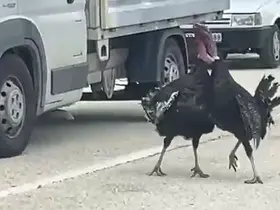 Yol ortasındaki hindi kavgası trafiği durdurdu
