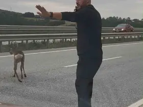 Yola düşen geyiğin yardımına koştu
