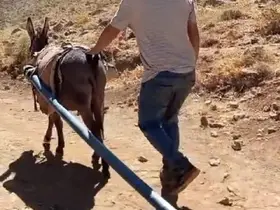 Yolalan’da eşeklerle su seferberliği
