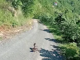 Yolda gördüğü karaca yavrularına Arçil ve Şota adını verdi
