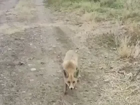 Yolda karşısına çıkan tilkiyi çerezle besledi
