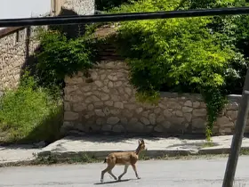 Yolunu şaşıran dağ keçisi ilçe merkezinde dolaşırken görüntülendi
