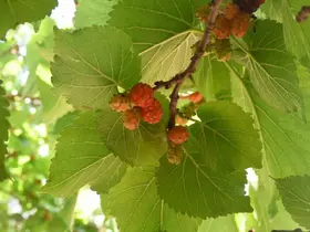 Yozgat’ta asırlık karadut ağaçları görenleri hayran bırakıyor
