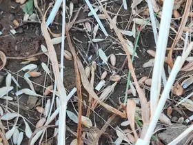 Yozgat’ta bu tarlaları biçerdöver değil dolu biçti
