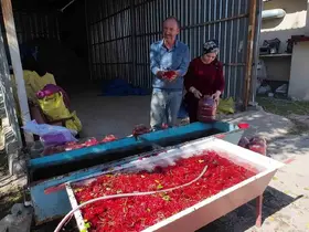 Yozgat’ta gilaburu meyvesinin hasadı başladı
