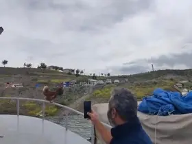 Yozgat’ta ‘Kaptan Tavuk’ görenleri gülümsetti
