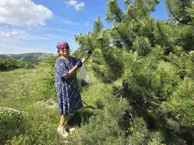 Yozgat’ta kozalağın reçeli ve sirkesinden sonra şimdi de turşusu yapıldı
