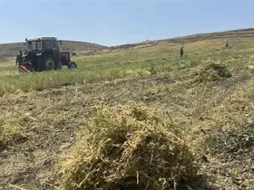 Yozgat’ta mercimek hasadı başladı, çiftçinin yüzü güldü, verim beklentisi yükseldi
