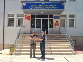 Yozgat’ta yaralı şahin tedavi altına alındı
