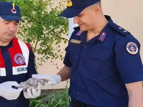 Yozgat’ta yavru baykuşa Jandarma ekipleri şefkat eli uzattı
