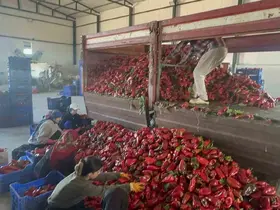 Yüksek aromasıyla öne çıkan Karacabey biberi salça yapımında revaçta
