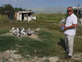 Yüksek sıcaklıklar taklacı güvercinleri de vurdu
