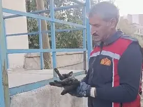 Yüksekova’da araçta mahsur kalan kedi kurtarıldı
