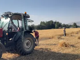 Yüksekova’da asırlık gelenek: İmece usulü hasat dönemi devam ediyor
